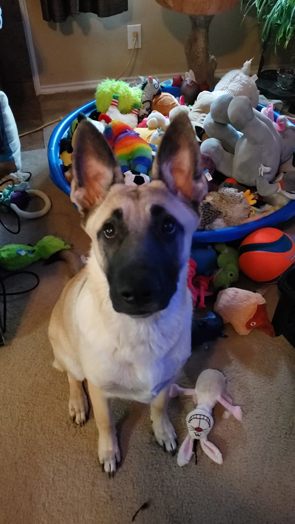 belgian malinois stuffed animal amazon