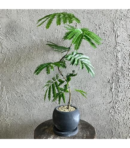 Amazon｜観葉植物 エバーフレッシュ 8号 セラアート鉢｜観葉