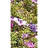 花 Iphone Se 8 7 6s 750 1334 壁紙 菜の花 その他 スマホ用画像 花 Iphone Se 8 7 6s 750 1334 壁紙 菜の花 その他 スマホ用画像