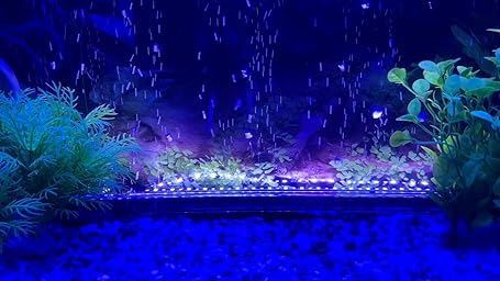 Amazon Varmhus 水槽ライト 水槽用照明 アクアリウムライト Led熱帯魚ライト タイマー付き 6 10 12h 定時観賞魚飼育 水草育成 18cm 6leds 青白 Varmhus ペット用品 通販