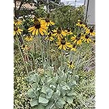 Amazon ルドベキア タカオ 種子 ３０粒 花