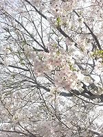 田舎の花: 原爆を生き抜いたシイエ