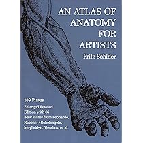 ANATOMY FOR THE ARTIST　解剖デッサン集 美術解剖学 An Atlas of Anatomy for Artists - メルカリ