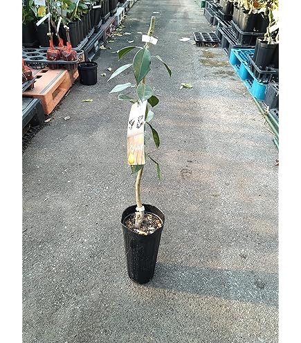 Amazon | 北山ナーセリー種無し柚子(ゆず)の苗木 多田錦 接木1年生苗