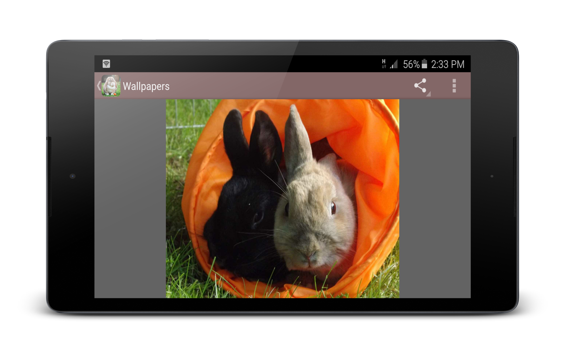 Amazon Co Jp 最高のウサギの壁紙