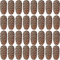 Amazon.co.jp: 10個の大きな松ぼっくり 高さ4インチから6インチ バルク