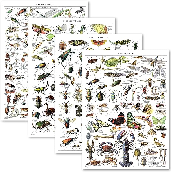 Daydream Education Classification Of Animals Science