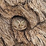 フクロウ iPad壁紙 Eulen 2020 Broschuerenkalender フクロウ iPad壁紙 Eulen 2020 Broschuerenkalender