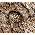 フクロウ Android(960×854)待ち受け Eulen 2020 Broschuerenkalender フクロウ Android(960×854)待ち受け Eulen 2020 Broschuerenkalender