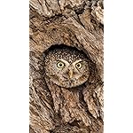 フクロウ iPhone SE/8/7/6s(750×1334)壁紙 Eulen 2020 Broschuerenkalender フクロウ iPhone SE/8/7/6s(750×1334)壁紙 Eulen 2020 Broschuerenkalender