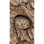 フクロウ iPhone8,7,6 Plus 壁紙(1242×2208) Eulen 2020 Broschuerenkalender フクロウ iPhone8,7,6 Plus 壁紙(1242×2208) Eulen 2020 Broschuerenkalender