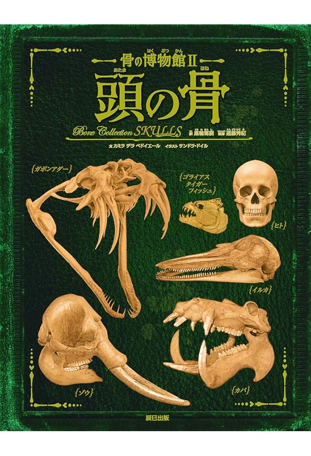 動物の骨 生きた証を後世に伝える」“骨格標本”のゾウには鼻がない!? シャンティ