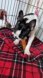 Amazon Co Jp カスタマーレビュー ペットプロ 犬用おやつ Happydays 大地からの贈り物 ヤクチーズ ハード 中型犬用 M 1本入り