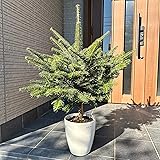 もみの木 モミノキ 本物のモミの木 鉢植え 樹高1.０m前後(鉢底から) クリスマスツリー ウラジロモミ