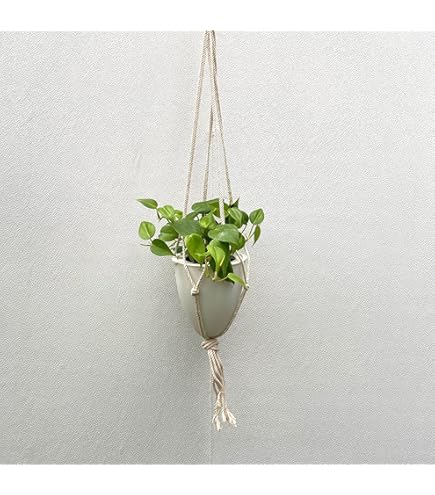 ☆ポトス☆挿し穂用サービスカット☆バンピー5本 観葉植物 ポトス 3号 ノーマル クラフトペーパーポット 1 T 付き