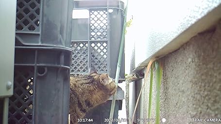 Amazon フマキラー カダン 猫 よけ センサー びっくりスプレー 本体 取替 害獣 害虫対策器