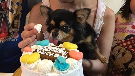 Amazon 7月よりオーダー再開 サラ 犬用 無添加ケーキ 4号サイズ 誕生日 ワンちゃん大喜び 犬飛んでくる 犬も人間も食べられる お祝い マカロン付き 美味しい 甘さ控えめ カラフルマカロンのバースデーケーキ ワンちゃんと飼い主さんが一緒に食べれるケーキ お菓子