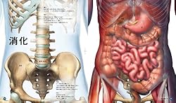 消化