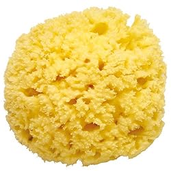 地中海産の高級天然カイメンです。