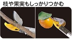 枝や果実をしっかりつかむ