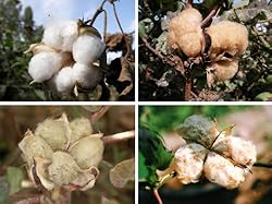 生育する土壌によって色が異なる綿花