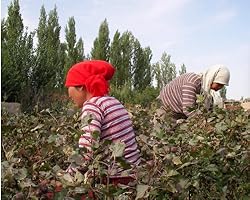 自然豊かな環境の下、手作業で丁寧に収穫される綿花