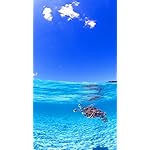 海の生き物 iPhone SE/8/7/6s(750×1334)壁紙 青い空の下で海面付近を泳ぐウミガメ 海の生き物 iPhone SE/8/7/6s(750×1334)壁紙 青い空の下で海面付近を泳ぐウミガメ