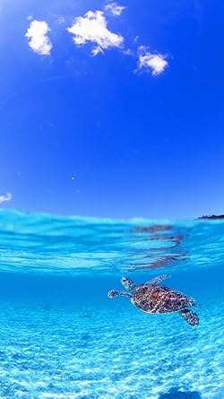 海の生き物 壁紙 スマポ 海の生き物 壁紙 スマポ