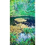 世界遺産 iPhone8,7,6 Plus 壁紙(1242×2208) 秋の白神山地 青池 世界遺産 iPhone8,7,6 Plus 壁紙(1242×2208) 秋の白神山地 青池