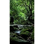 世界遺産 フルHD(1080×1920)スマホ壁紙/待受 屋久島 白谷雲水峡 世界遺産 フルHD(1080×1920)スマホ壁紙/待受 屋久島 白谷雲水峡