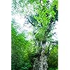 世界遺産 Iphone 640 960 壁紙その他画像 スマポ 世界遺産 Iphone 640 960 壁紙その他画像 スマポ