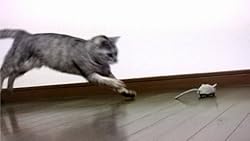 走り回るネズミのおもちゃ