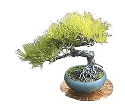 植木鉢の下に敷いて使う銅製の鉢台