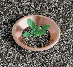 お庭や畑の大切な植物をなめくじからガード