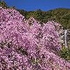 パワースポット Ipad壁紙 富士山 桜 令和5月6月 その他 スマホ用画像1178 パワースポット Ipad壁紙 富士山 桜 令和5月6月 その他 スマホ用画像1178