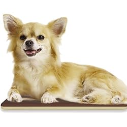 小型犬・パピーの防寒に