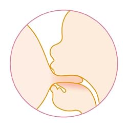 舌を波打たせて乳首をおしつぶし母乳を引出す【吸啜】