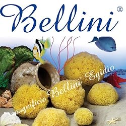 世界が支持するベリーニ社製の天然海綿スポンジ