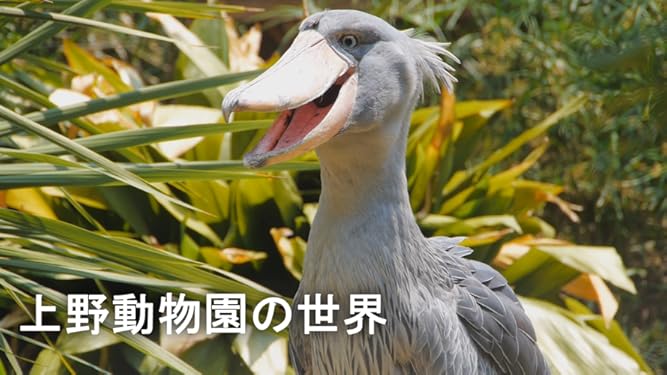 Amazon Co Jp 上野動物園の世界 シンフォレスト Prime Video