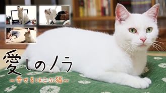 Amazon Co Jp 迷子の黒猫とボク 字幕版 を観る Prime Video