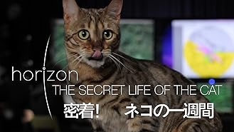 Amazon Co Jp ビデオクリップ 子猫tv 宇宙の子猫たちを観る Prime Video