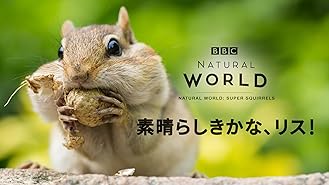 Amazon Co Jp ビデオクリップ 子猫tv 宇宙の子猫たちを観る Prime Video