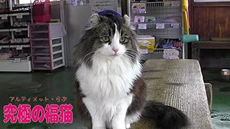 Amazon Co Jp ビデオクリップ 子猫tv 宇宙の子猫たちを観る Prime Video