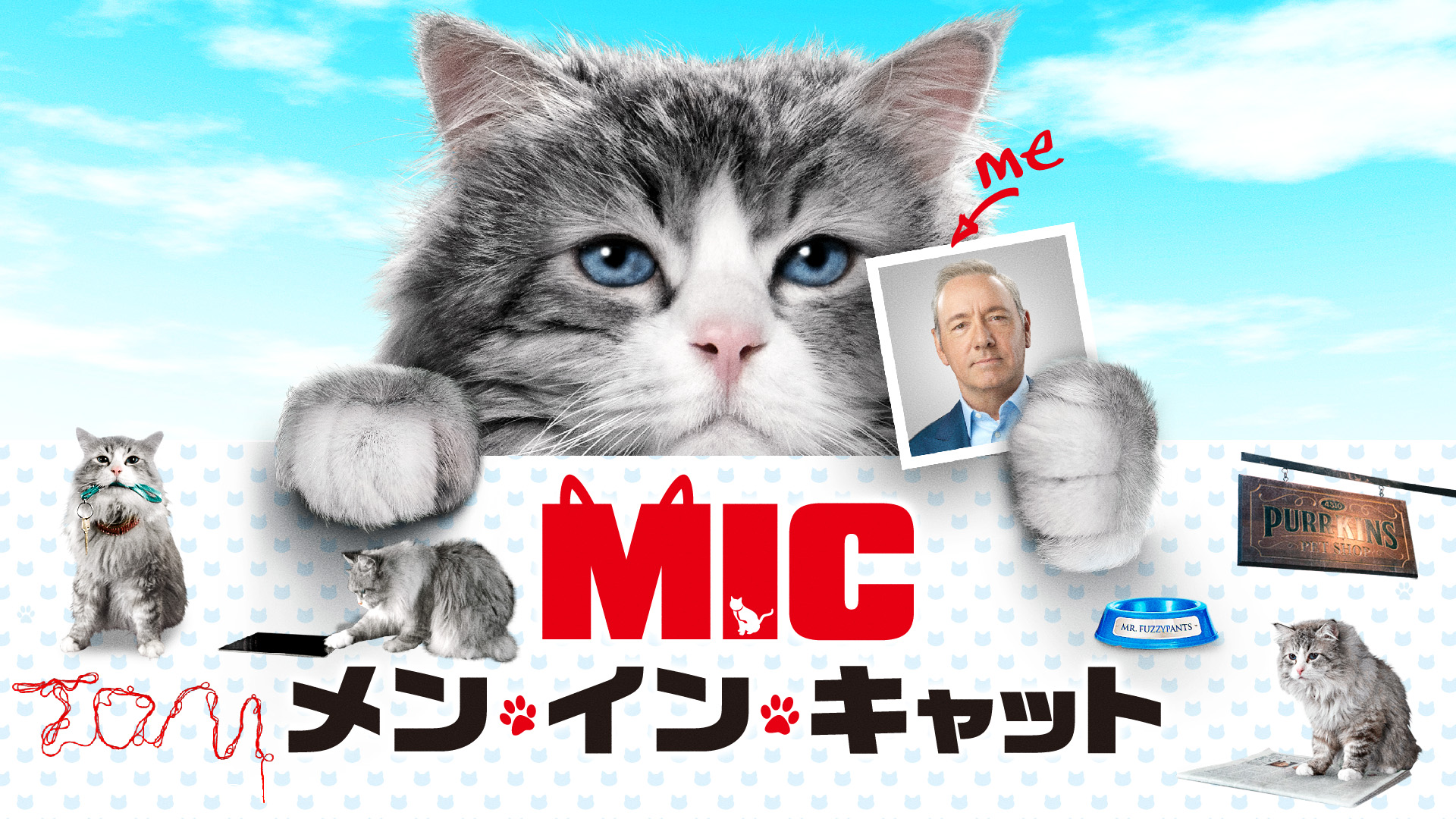 Amazon Co Jp ビデオクリップ 子猫tv 宇宙の子猫たちを観る Prime Video