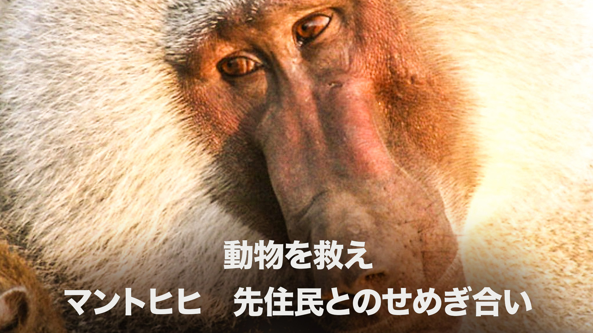 Amazon Co Jp ディズニーネイチャー チンパンジー 愛すべき大家族 字幕版 を観る Prime Video Amazon Co Jp ディズニーネイチャー チンパンジー 愛すべき大家族 字幕版 を観る Prime Video