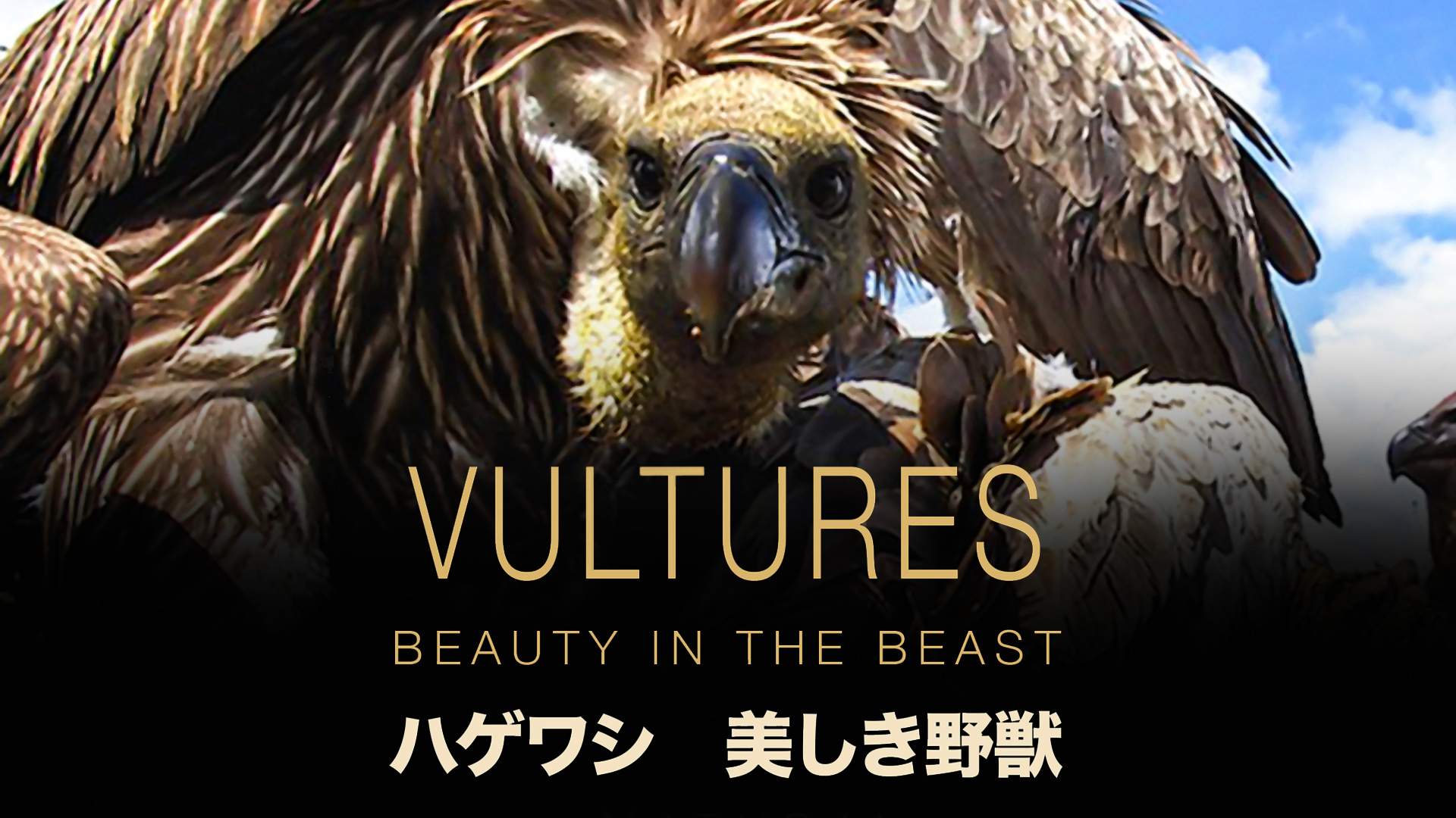 Amazon Co Jp 泥棒カモメにご用心 都市に生きる野生動物 吹替版 を観る Prime Video
