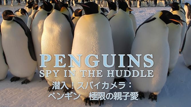 Amazon Co Jp 潜入 スパイカメラ ペンギン 極限の親子愛 字幕版 を観る Prime Video