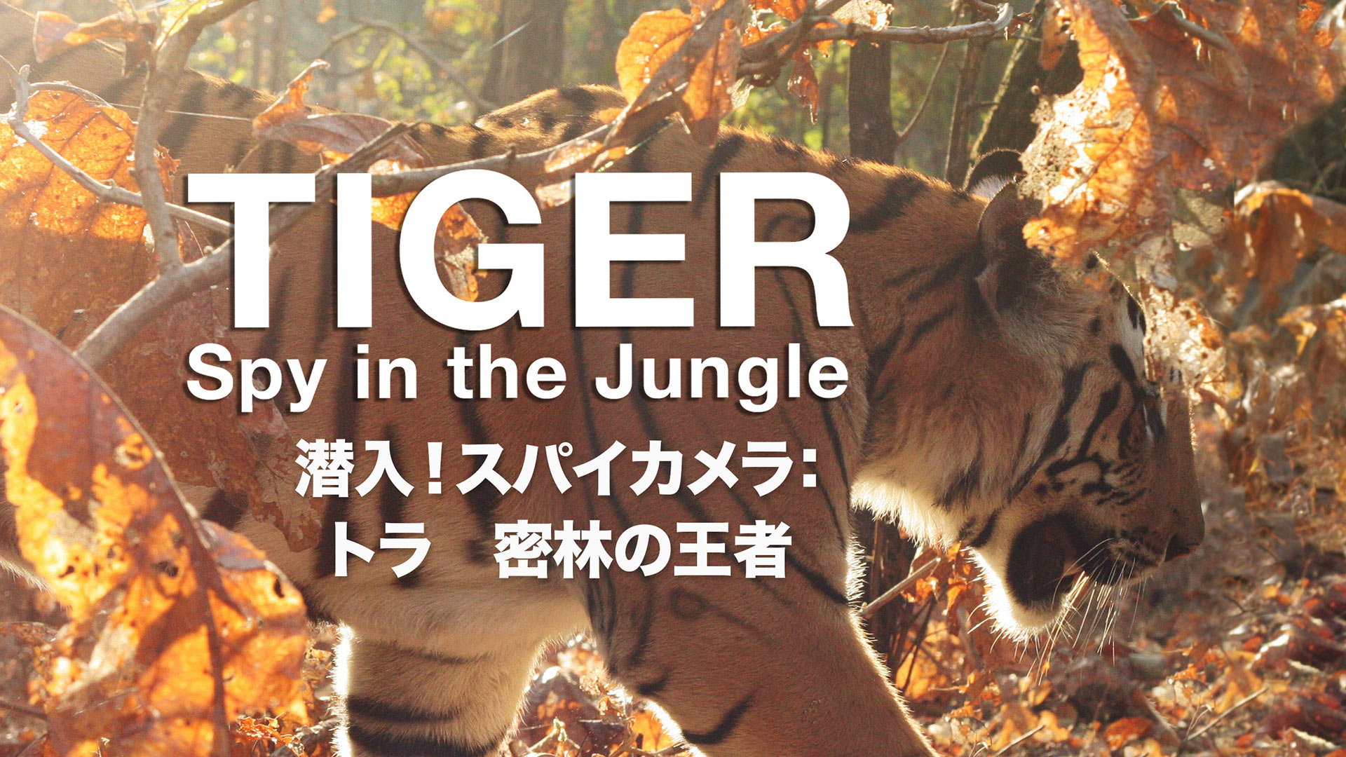 Amazon Co Jp 潜入 スパイカメラ ペンギン 極限の親子愛 字幕版 を観る Prime Video