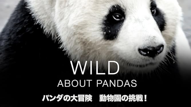Amazon Co Jp パンダの大冒険 動物園の挑戦 吹替版 ジョー ロー カレン ケリー Generic