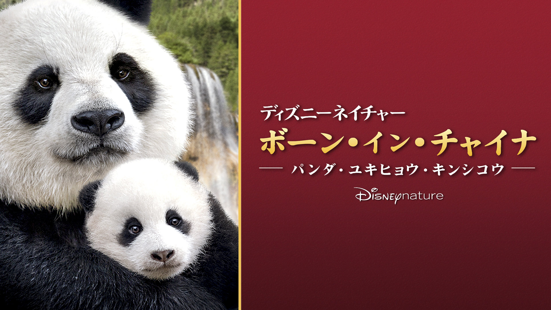 Amazon Co Jp ディズニーネイチャー チンパンジー 愛すべき大家族 字幕版 を観る Prime Video Amazon Co Jp ディズニーネイチャー チンパンジー 愛すべき大家族 字幕版 を観る Prime Video